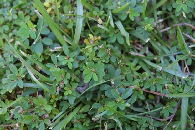 lespedeza 1.jpg thumbnail